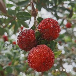 龙海市浮宫无公害杨梅采摘园