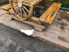 -海昌极光餐厅