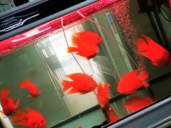-高桥小香松糕