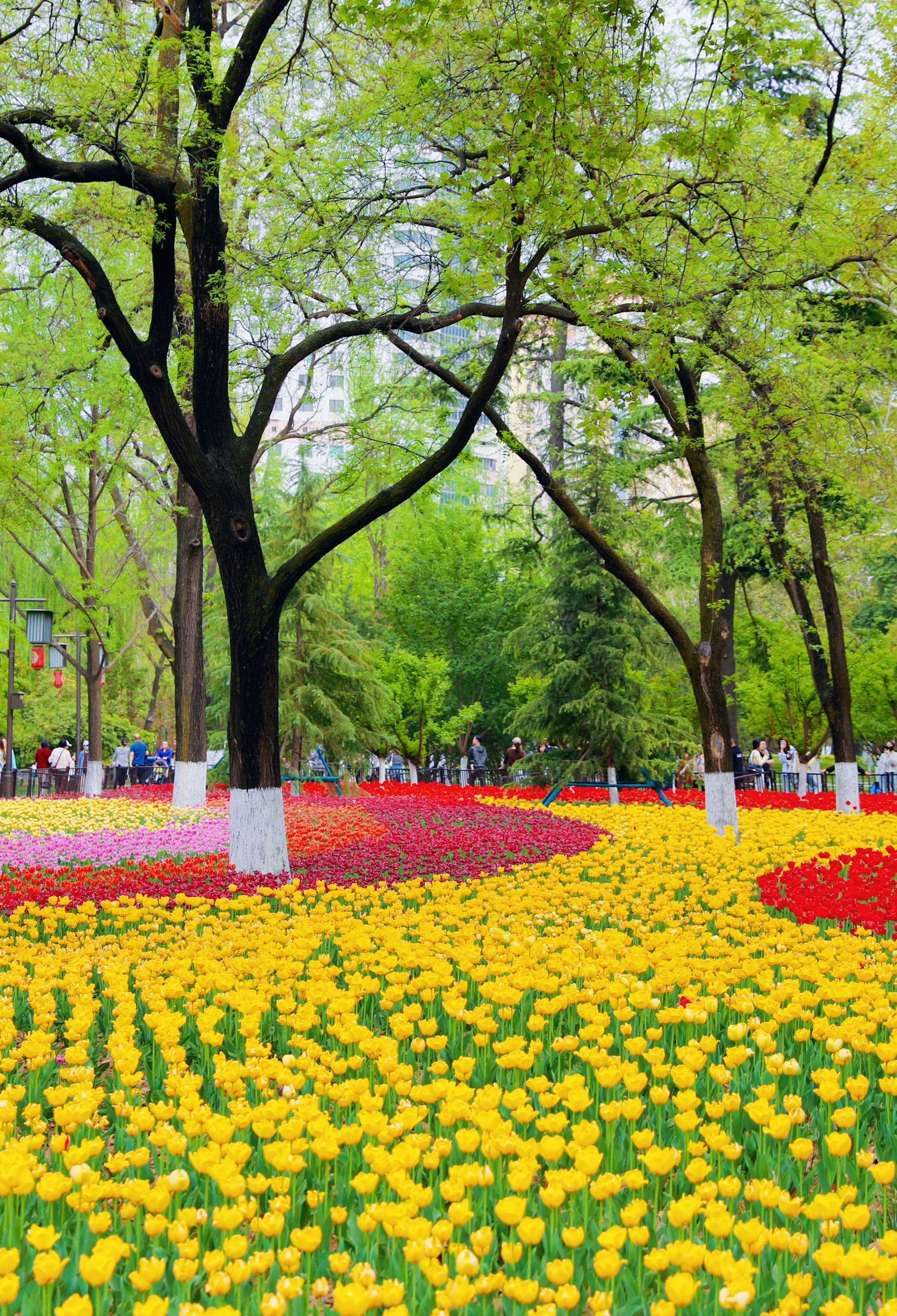 奔赴一场限定浪漫:西安兴庆宫公园的四月花事