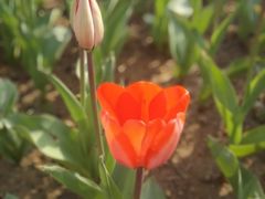 -瑶湖郊野森林公园