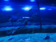 -迪拜水族馆及水下动物园