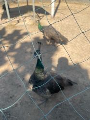 -阿菠萝小猪农场·萌宠乐园·亲子游·研学