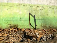 -栾川竹海野生动物园