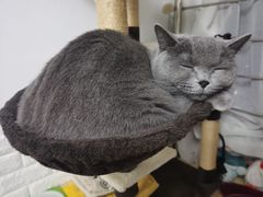 -胖哥俩肉蟹煲(苏州中心店)