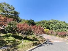 -广州市帽峰山景区