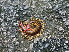 -三门江国家森林公园