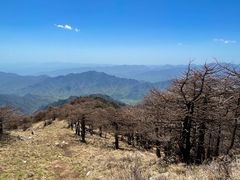 -朱雀国家森林公园