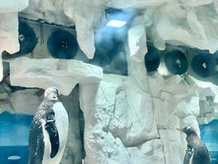 -华夏文旅海洋公园