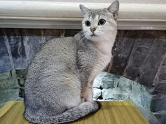 -猫色咖啡·猫咖