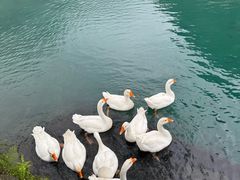 -靖西鹅泉风景区