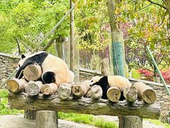 -卧龙中华大熊猫苑神树坪基地