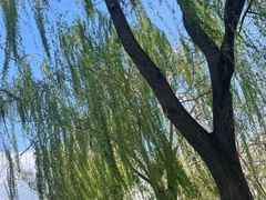 -莲花池公园