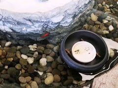 -菩提树下茶咖鼓捣