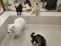 -共舞时光猫咖·狗咖(新街口店)
