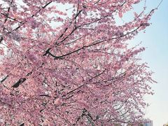 -顾村公园