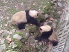 -都江堰中华大熊猫苑