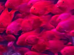 -左海海底世界