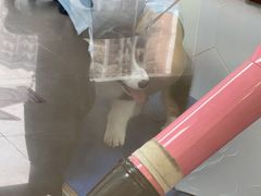 -瑞鹏宠物医院·骨科·猫科·内科(第一中心)