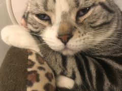 -有猫儿腻咖啡厅.猫咖