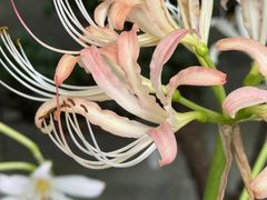 -杭州植物园