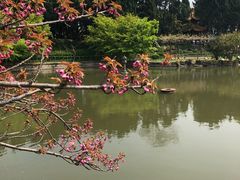 -嘉定紫藤园