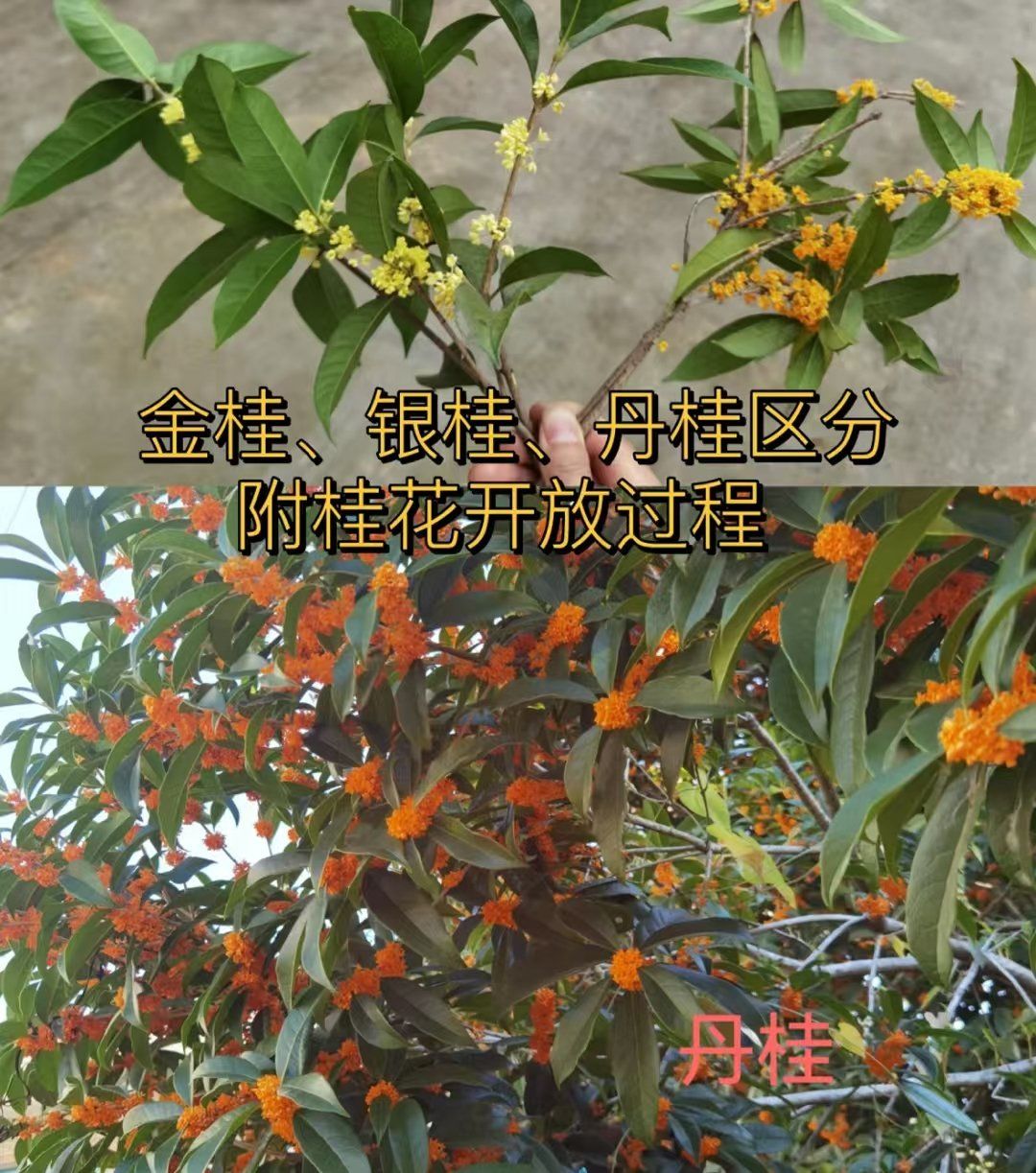 关于桂花
品种:一般分为 金桂 银桂