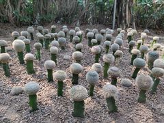 -南山植物园