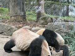 -都江堰中华大熊猫苑