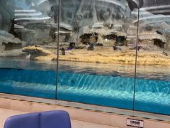 -帝企鹅自助餐厅•儿童岛•真企鹅(长隆企鹅酒店)