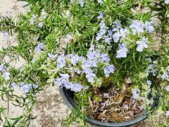 -龙大花卉苗木市场