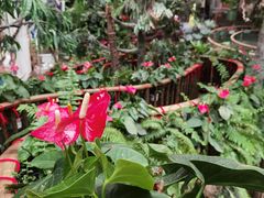 -正佳雨林生态植物园