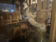-Mr.Fox狐狸先生超级密室(南山店)