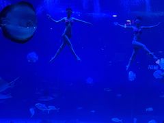 -烟台海昌鲸鲨海洋公园