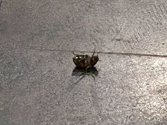 -三亚亚龙湾雅高美爵酒店