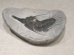-辽宁古生物博物馆