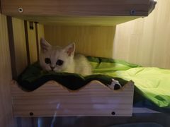 -momokira米努特·德文卷毛猫·棉花面纱犬