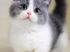 -十年猫舍·猫咪专门店(普陀店)