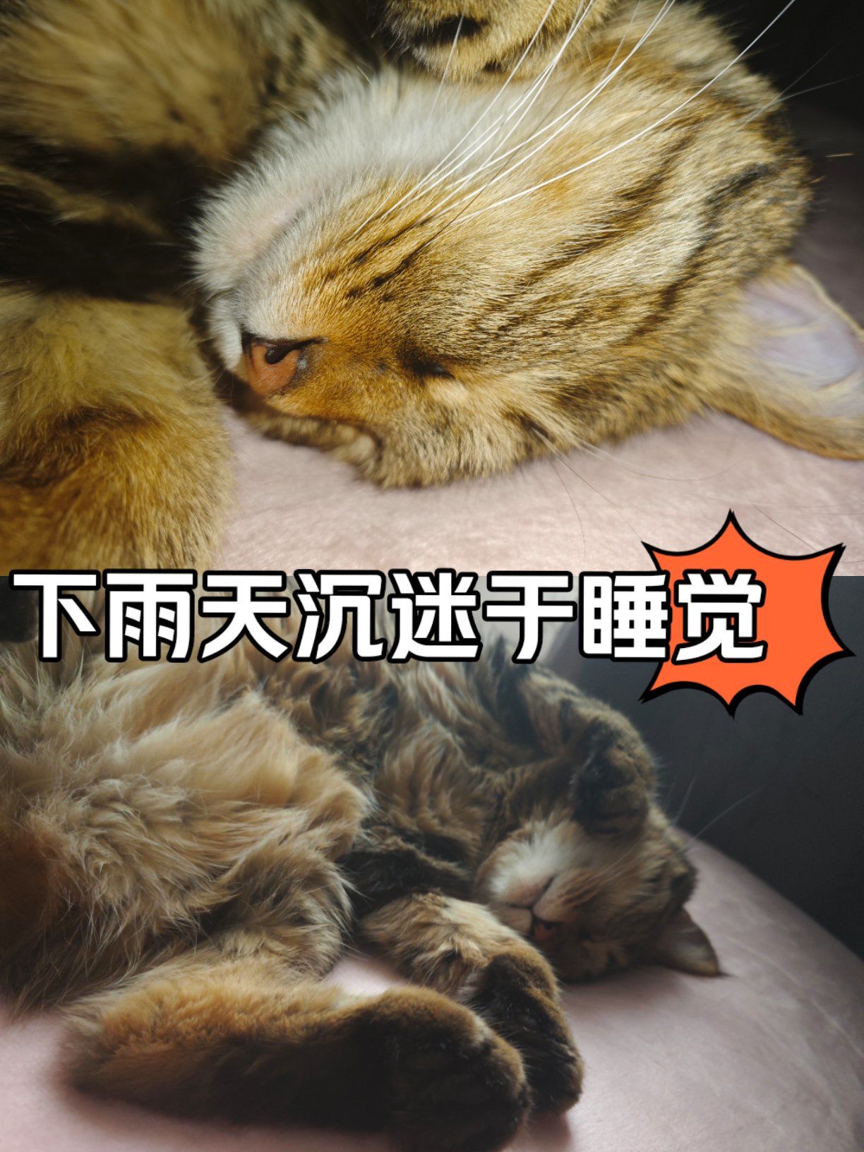 下雨天沉迷于睡觉