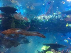 -迪拜帆船酒店海底餐厅