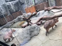 -武汉动物园