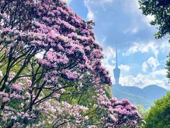 -梧桐山风景名胜区