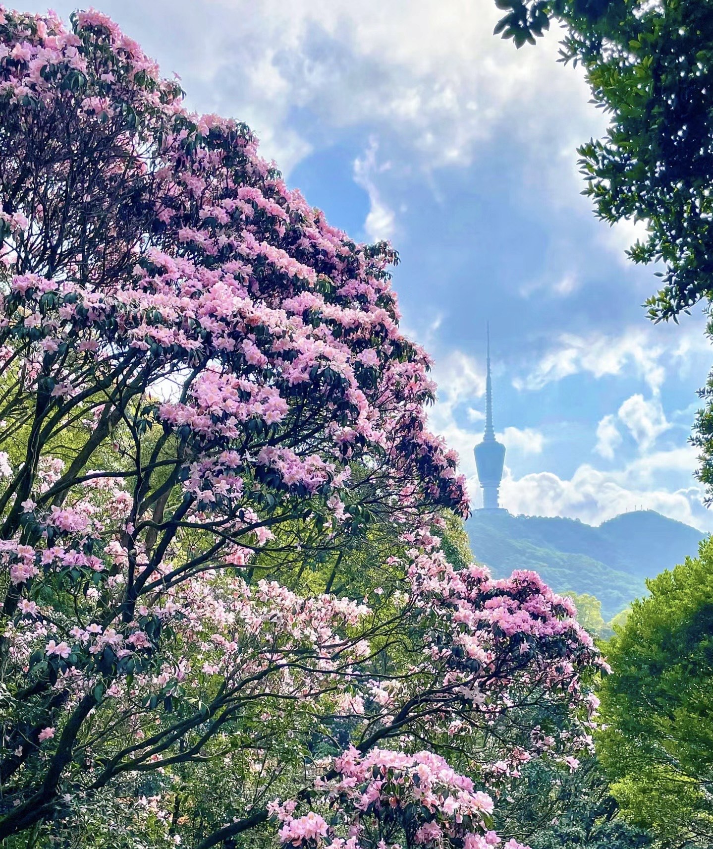 千年杜鹃花王图片