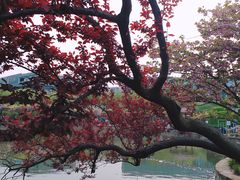 -嘉定紫藤园
