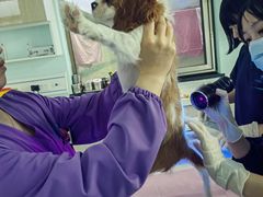 -北京观赏动物医院·24小时大型综合·猫专科·异宠专科