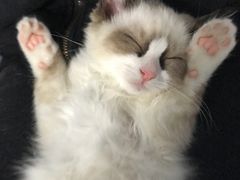 -喵的天空名猫咖啡馆·撸猫·猫舍·用品