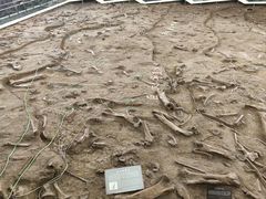 -诸城市恐龙博物馆