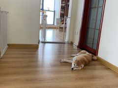 -柴犬小屋·柴餐厅·狗咖食堂(金鼎广场店)