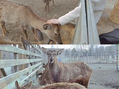 -安德鲁户外烧烤帐篷营地(马泉营店)