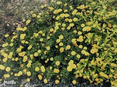 -深圳仙湖植物园-停车场